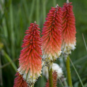 High Roller Kniphofia, Tritoma, Torch Lily, Red Hot Poker, Kniphofia 'High Roller'